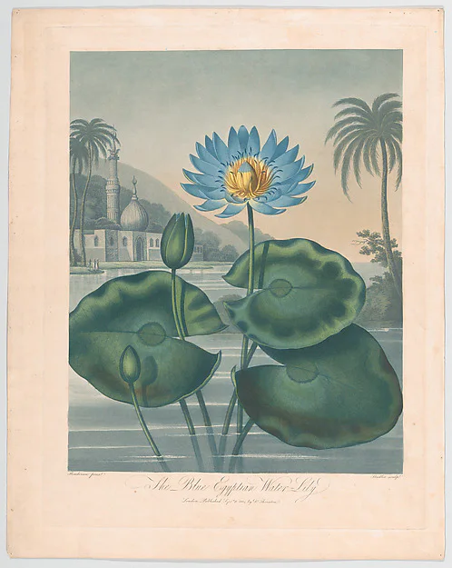 Blue water lily botanical plate